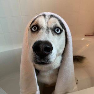 Meet your Posher, Elaine